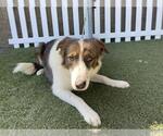 Small Border Collie