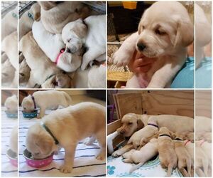 Labrador Retriever Puppy for sale in KENDALL, FL, USA