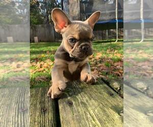 French Bulldog Puppy for sale in HILLSBORO, OR, USA