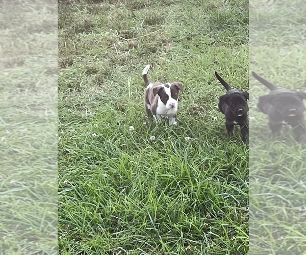 Medium Photo #12 American Pit Bull Terrier Puppy For Sale in ALBERTVILLE, AL, USA