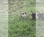Small Photo #12 American Pit Bull Terrier Puppy For Sale in ALBERTVILLE, AL, USA