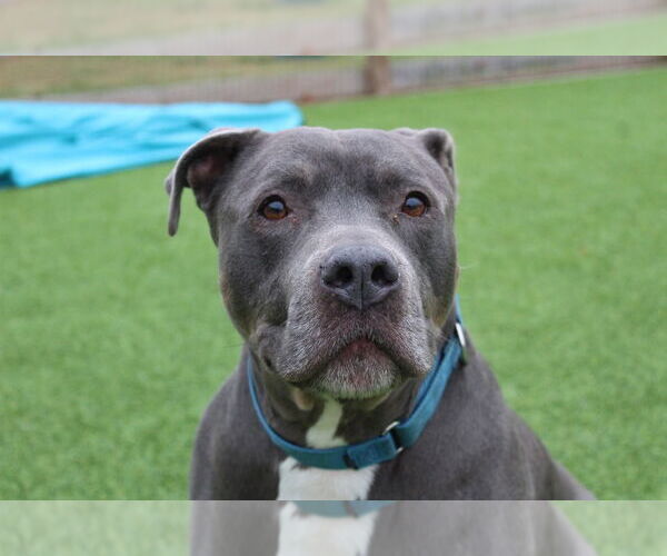 Medium Photo #2 Mutt Puppy For Sale in Chestertown, MD, USA