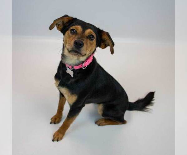 Medium Photo #6 Beagle-Colonial Cocker Spaniel Mix Puppy For Sale in Kennesaw, GA, USA