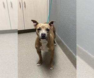 Mutt Dogs for adoption in Las Vegas, NV, USA