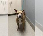 TITI - Female Mutt Dog for Adoption - Small photo