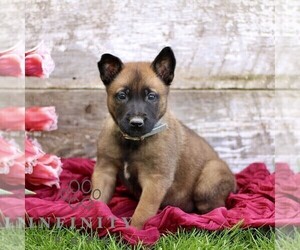 Belgian Malinois Puppy for sale in RONKS, PA, USA