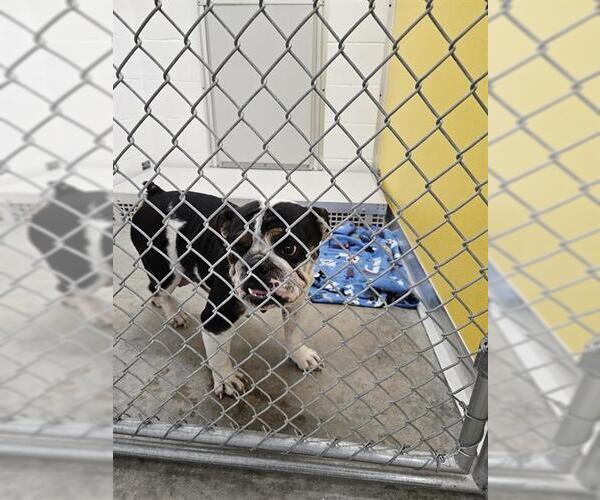 Medium Photo #1 Bulldog Puppy For Sale in Temple, TX, USA