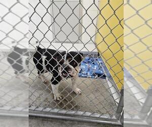 Bulldog Dogs for adoption in Temple, TX, USA