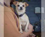 Small #1 Chihuahua