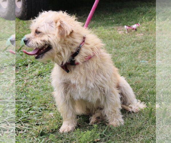 Medium Photo #4 Cairn Terrier-Unknown Mix Puppy For Sale in Bandera, TX, USA