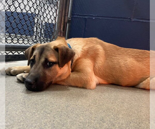 Medium Photo #1 Mutt Puppy For Sale in Sterling, MA, USA