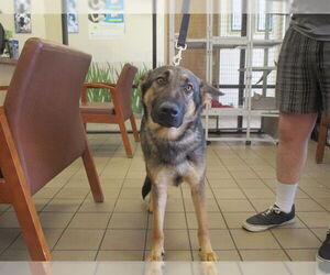 German Shepherd Dog Dogs for adoption in Ocala, FL, USA