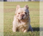 Small Photo #1 French Bulldog Puppy For Sale in DANBURY, CT, USA