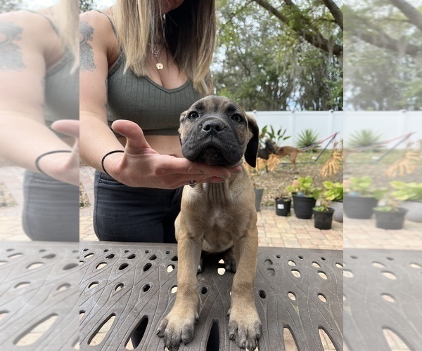 Medium Photo #1 Cane Corso Puppy For Sale in LAND O LAKES, FL, USA
