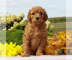 Goldendoodle-Poodle (Standard) Mix Puppy for sale in HONEY BROOK, PA, USA