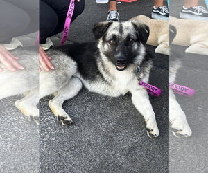 Macy (tripod) - Female Mutt Dog for Adoption - Photo #3