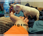 Small #5 Chihuahua