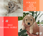 Puppy Puppy 3 Bubble Golden Retriever-Poodle (Toy) Mix