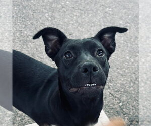 Mutt Dogs for adoption in El Centro, CA, USA