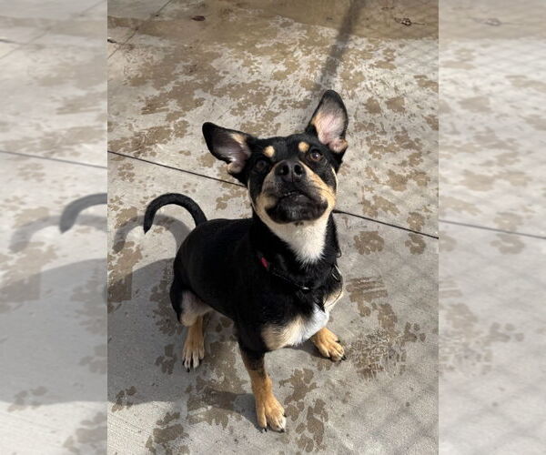 Medium Photo #2 Mutt Puppy For Sale in Muskegon, MI, USA