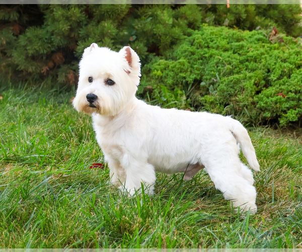 Medium Photo #5 West Highland White Terrier Puppy For Sale in SYRACUSE, IN, USA