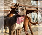 Small #14 American Pit Bull Terrier Mix