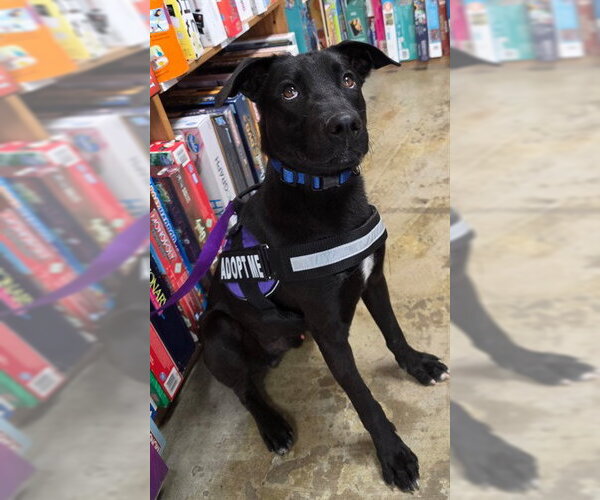 Medium Photo #3 German Shepherd Dog Puppy For Sale in Corpus Christi, TX, USA