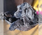 Small Photo #4 Goldendoodle Puppy For Sale in KIMBALL, MN, USA