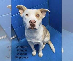 American Pit Bull Terrier-Unknown Mix Dogs for adoption in Calgary, Alberta, Canada