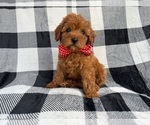 Small #2 Cavapoo (Miniature)