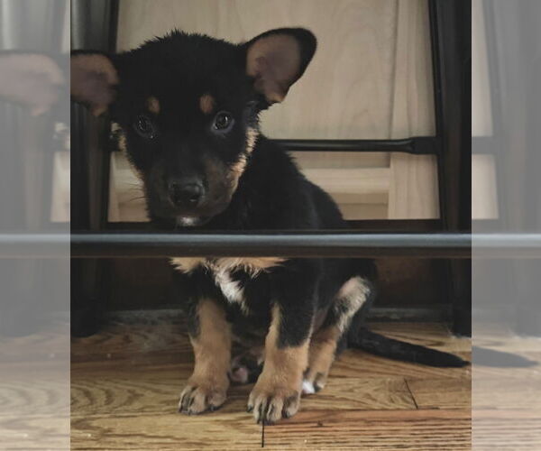 Medium Photo #1 German Shepherd Dog-Unknown Mix Puppy For Sale in Claremore, OK, USA