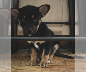 German Shepherd Dog-Unknown Mix Dogs for adoption in Claremore, OK, USA