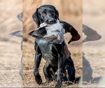 Small #11 Labrador Retriever