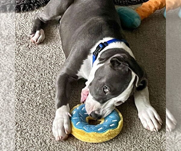 Medium Photo #1 American Staffordshire Terrier-Unknown Mix Puppy For Sale in San Juan Capistrano, CA, USA