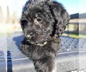 Labradoodle Puppy for sale in TYRONE, PA, USA