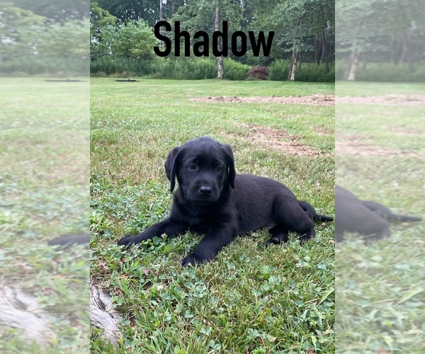 Medium Photo #10 Labrador Retriever Puppy For Sale in SWANTON, MD, USA