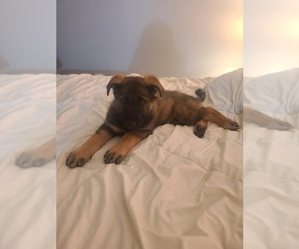 Medium Photo #5 German Shepherd Dog Puppy For Sale in MONTREAL, MO, USA