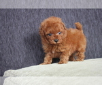 Small Photo #7 Poodle (Toy) Puppy For Sale in DALLAS, TX, USA