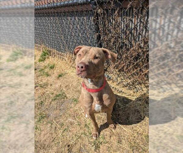 Medium Photo #1 Mutt Puppy For Sale in Saginaw, MI, USA