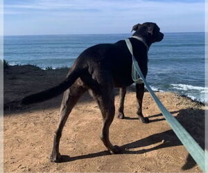 Kima - Female Catahoula Leopard Dog-Labrador Retriever Mix Dog for Adoption - Photo #2