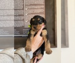 Small Photo #3 Airedale Terrier Puppy For Sale in LENEXA, KS, USA