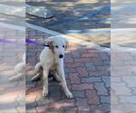 Small Great Pyrenees Mix