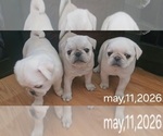 Image preview for Ad Listing. Nickname: Litter of 2