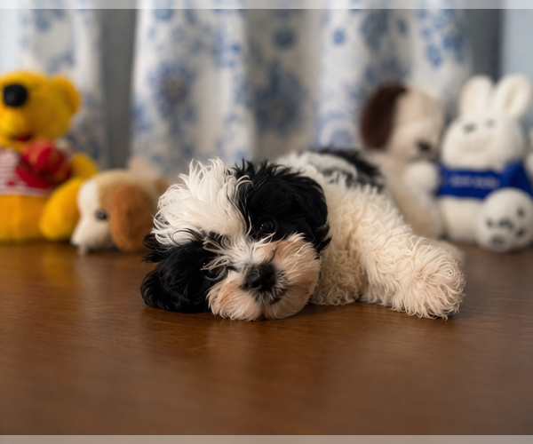 Medium Photo #24 Morkie Puppy For Sale in DURHAM, CT, USA
