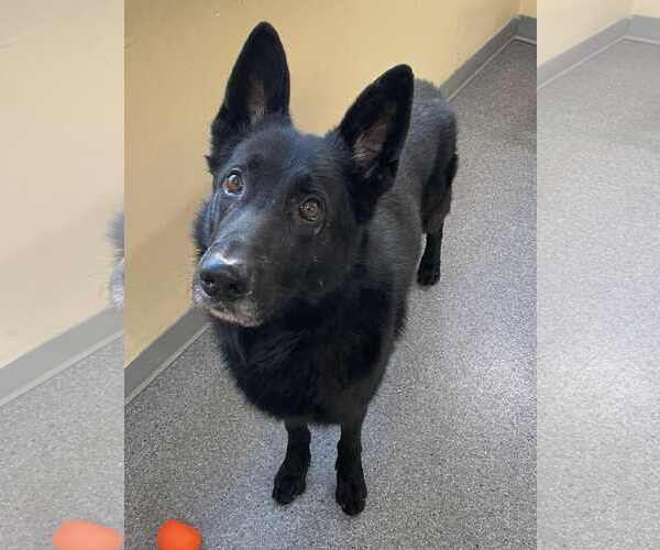 Medium Photo #1 German Shepherd Dog Puppy For Sale in Low Moor, VA, USA