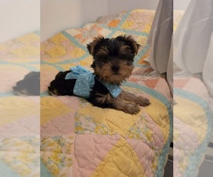 Yorkshire Terrier Puppy for Sale in BONNERDALE, Arkansas USA