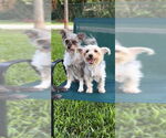 Small #12 Poodle (Toy) Mix