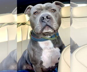 Monkey - Male Mutt Dog for Adoption - Photo #2