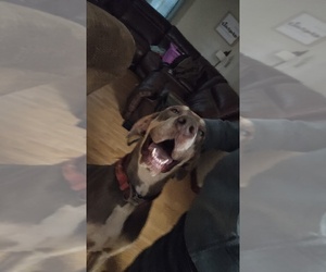 Mother of the Great Dane puppies born on 05/17/2026
