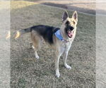Small German Shepherd Dog